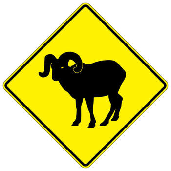 bighorn sheep