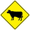 cattle
