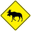 moose