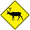 caribou