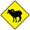 bighorn sheep