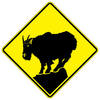 mountain goat