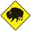 bison
